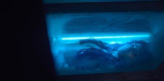 altered carbon