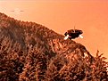 Klicke auf die Grafik für eine vergrößerte Ansicht

Name: PlanetderVerdamten15.jpg
Ansichten: 155
Größe: 120,0 KB
ID: 4218625