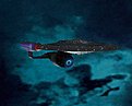 Klicke auf die Grafik für eine vergrößerte Ansicht

Name: USS Zhukov 5.JPG
Ansichten: 83
Größe: 762,7 KB
ID: 4232918