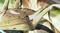 Klicke auf die Grafik für eine vergrößerte Ansicht

Name: 4563d1141447587-raumschiffe-andromeda-universum-fotos-tri-jema-cw-flagship-closeup.jpg
Ansichten: 203
Größe: 17,7 KB
ID: 4255540