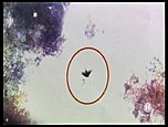 Klicke auf die Grafik für eine vergrößerte Ansicht

Name: 74 (23).jpg
Ansichten: 81
Größe: 33,8 KB
ID: 4257189