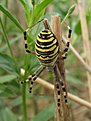 Klicke auf die Grafik für eine vergrößerte Ansicht

Name: Zebra-%20oder%20Wespenspinne%20(Argiope%20bruennichi).jpg
Ansichten: 133
Größe: 63,9 KB
ID: 4264014