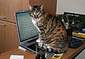 Klicke auf die Grafik für eine vergrößerte Ansicht

Name: cdkatwork.jpg
Ansichten: 138
Größe: 135,8 KB
ID: 4285376