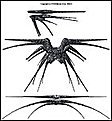 Klicke auf die Grafik für eine vergrößerte Ansicht

Name: cruiser_battlecrab.jpg
Ansichten: 183
Größe: 6,2 KB
ID: 4285695
